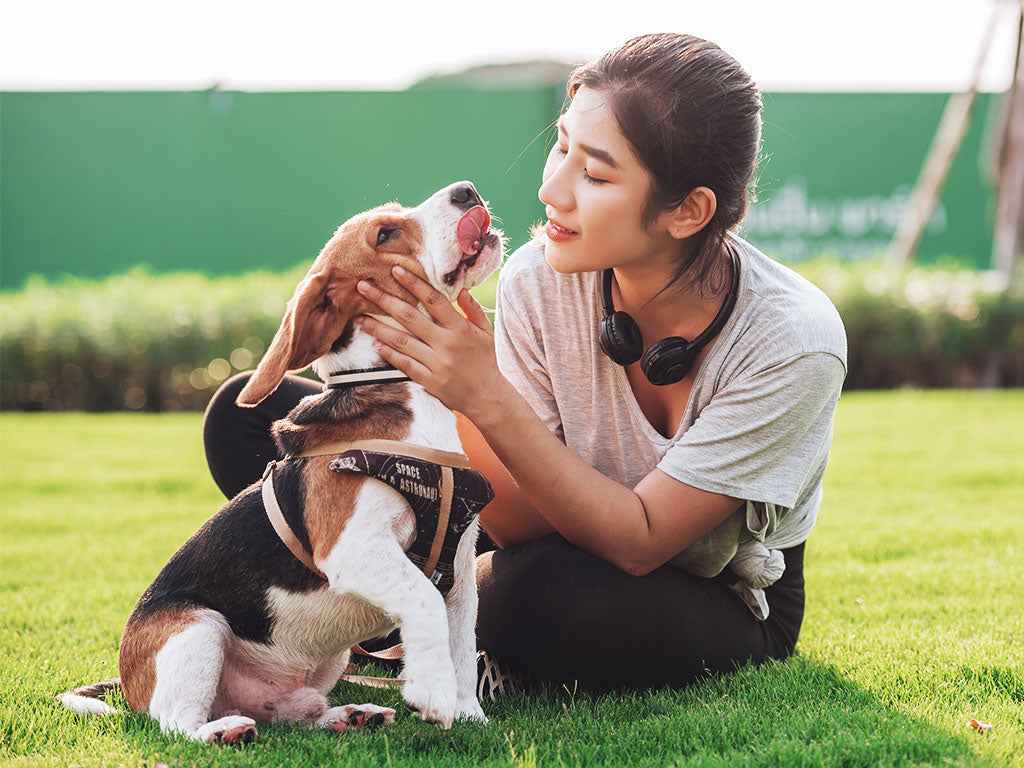 How to care for a dog in hot weather?