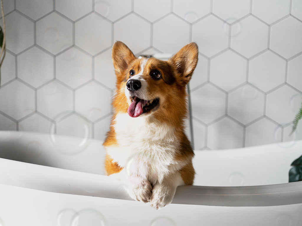 How to bathe a dog correctly? How often should you bathe your dog?